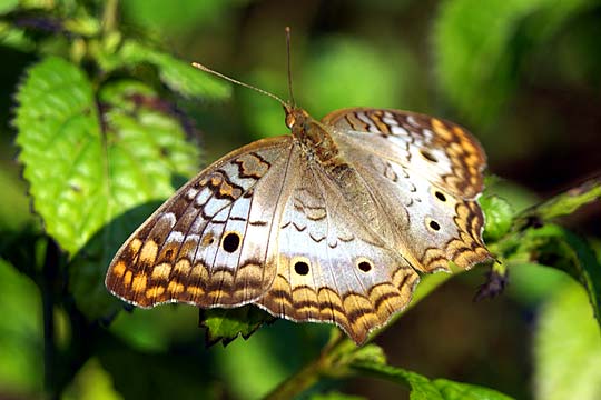Butterfly at USF Botanical Gardens