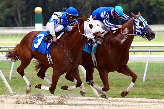 Tampa Bay Downs